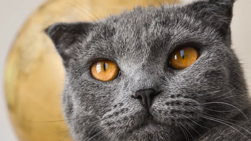 The British Shorthair Cat Breed Explained for New Owners