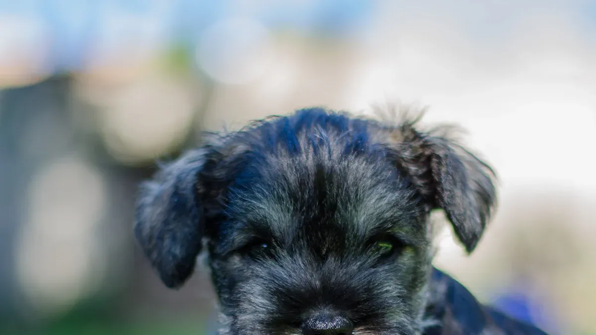 Physical Characteristics of Miniature Schnauzers